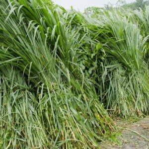 mood ghaas haathi ghaas